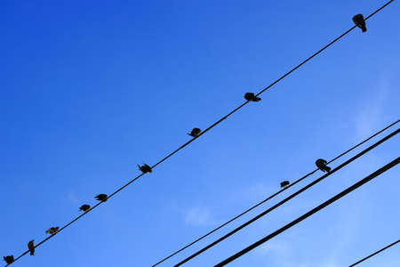 birds sitting on power line over clear skyの写真素材