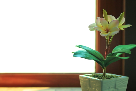 artificial plumeria flowers in pot on wooden tableの写真素材