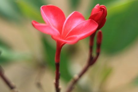 closeup pink plumeria flower with soft focusの写真素材