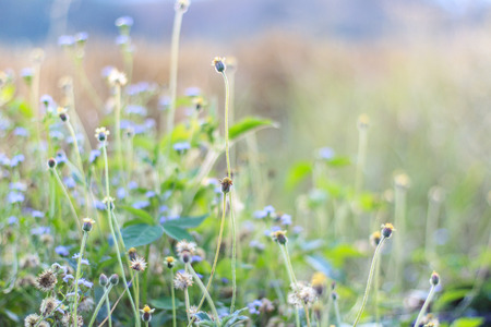 flowers for wallpaper and background, soft focusの写真素材