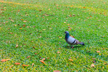 Stock Dove (Columba oenas) foraging in the grass of a bright green lawnの写真素材