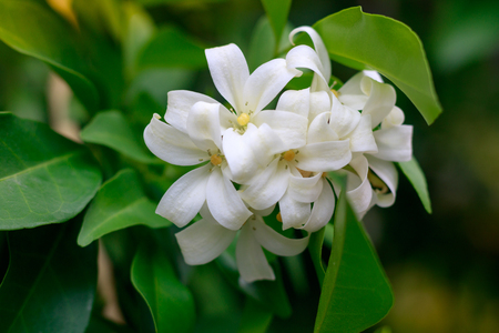 closeup jasmine flower in a gardenの写真素材