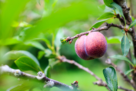 the plum ripe on branch, selective focus on plum, Soft focus, close up.の写真素材