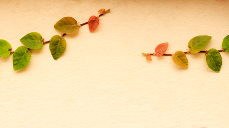 leaf on the wall, ivy on the wall.の写真素材
