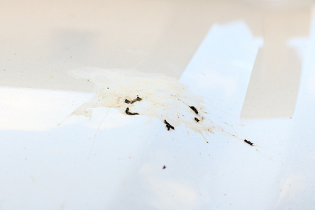 Closeup of bird droppings on white car bodyの写真素材