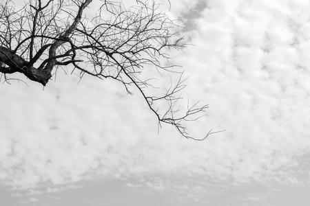 Dead tree isolated for halloween or scary. black and white tone.の写真素材
