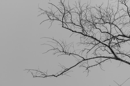 Dead tree isolated for halloween or scary. black and white tone.の写真素材