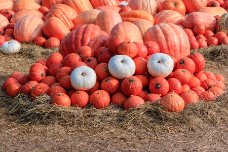Orange Japanese pumpkins in a field of straw for sale at the countryside farm in thailand.の写真素材