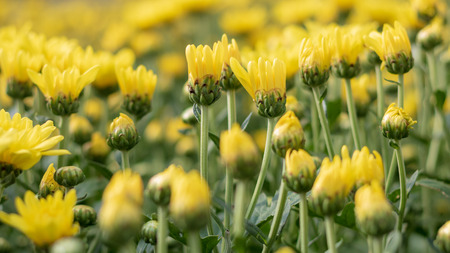 Beautiful Yellow chrysanthemum flower blooming in garden. Soft focus.の写真素材
