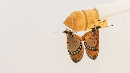 Butterflies are mating on wood and isolated on white background.