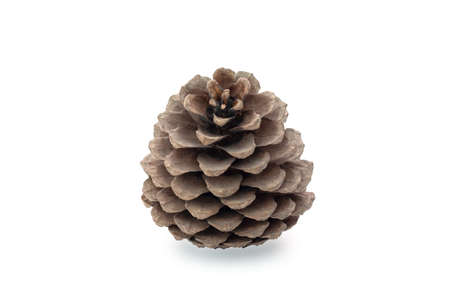 Pine Cone isolated on White Background
