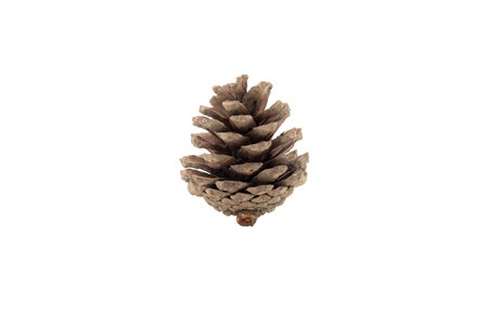 Pine Cone isolated on White Background