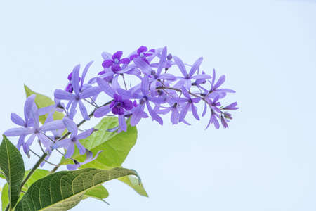 Beautiful Purple Wreath(Petrea Volubilis) or Queen's Wreath, Sandpaper Vine decorated in the garden....