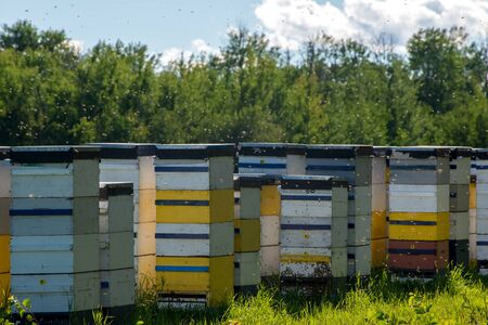 Colorful bee hives on hot summer day