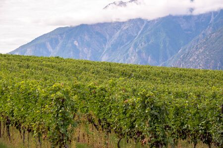 Rows of grape vines with mountains in the backgroundの写真素材