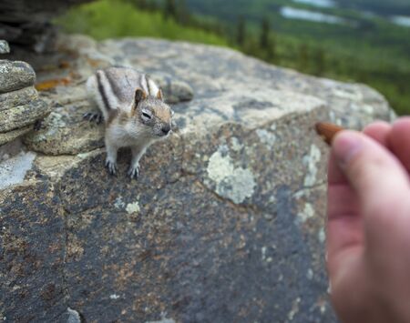Hand outstretched offering nut to chipmunk on a rockの写真素材