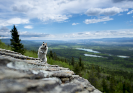 Chipmunk on two legs looking curiously from a rock in the mountainsの写真素材