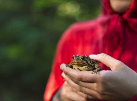 Big toad being held gently in handsの写真素材