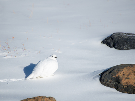White Ptarmigan walking in a snowy landscapeの写真素材