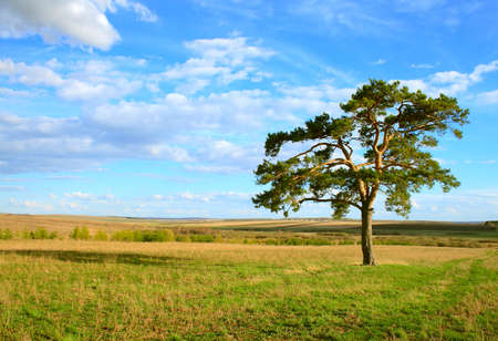 Lone pine in the spring (in right part)の写真素材