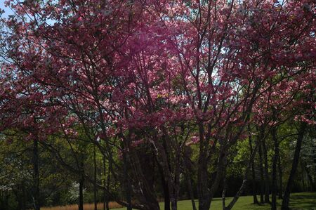 A purple dogwood tree in full bloomの写真素材