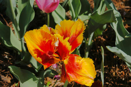 Wild looking tulips in a garden during the spring of the yearの写真素材