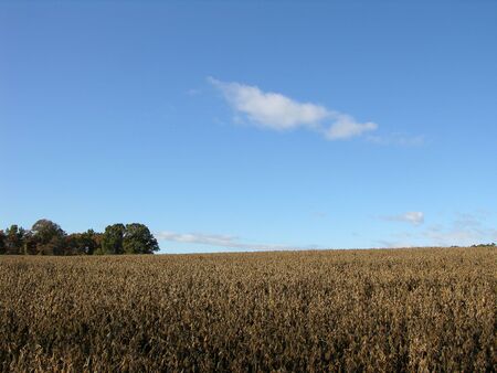 soybean field in a rural North Carolina locationの写真素材