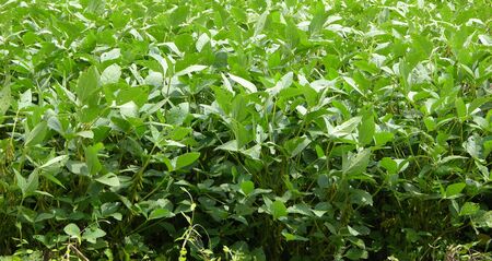Soybean plant seen up close in the fieldの写真素材