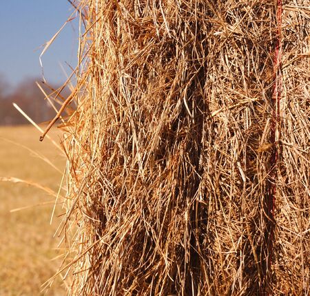 Hay bales in the field ready for pickupの写真素材