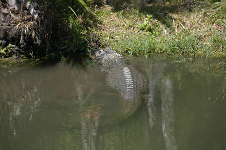An alligator in the water ready to pounce on dinnerの写真素材
