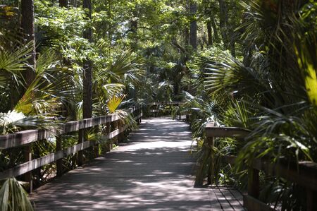 A wooden walkwy through the swamp area in Floridaの写真素材