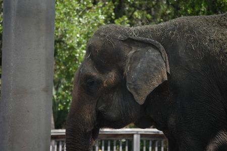 Elaphant at a zoo in the united statesの写真素材