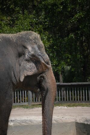 Elaphant at a zoo in the united statesの写真素材