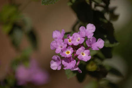 Purple spring flowers in bloom seen closeupの写真素材
