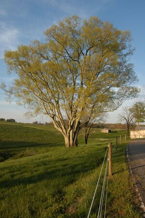 A green farm field in the spring of the yearの写真素材