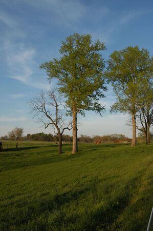 A green farm field in the spring of the yearの写真素材