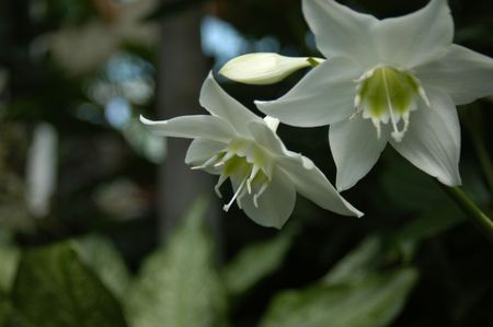 A closeup view of two white orchids in a gardenの写真素材