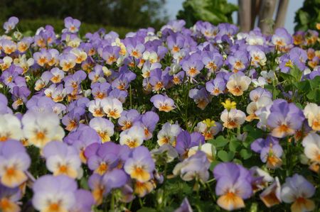 A field of pansies in the spring of the yearの写真素材