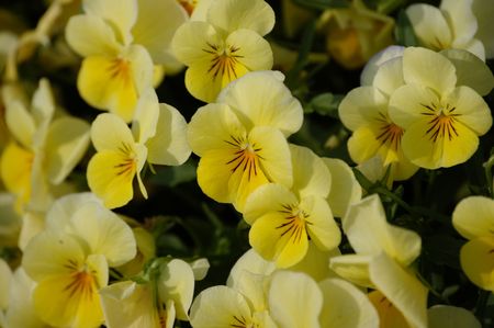 A field of yellow pansies in the spring of the yearの写真素材