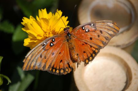 A close of a butterfly taken at a nature center in North Carolinaの写真素材
