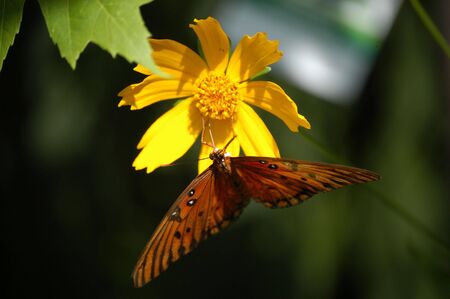 A close of a butterfly taken at a nature center in North Carolinaの写真素材