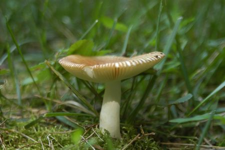 A closeup of a mushroom in the summerの写真素材