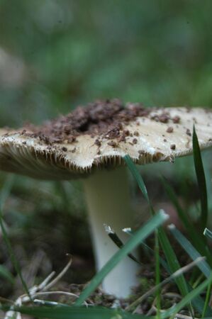 A closeup of a mushroom in the summerの写真素材