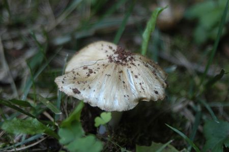 A closeup of a mushroom in the yardの写真素材