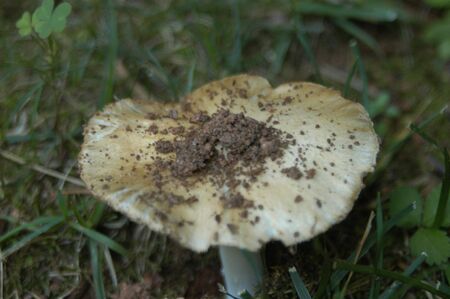 A closeup of a mushroom in the yardの写真素材