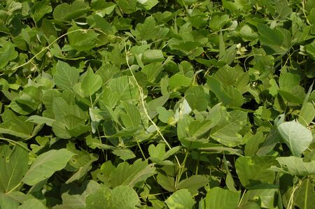 Kudzu the scourge of the southern United Statesの写真素材