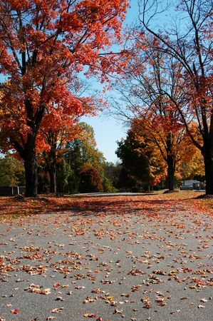 leaves falling on a road during the fall of the yearの写真素材