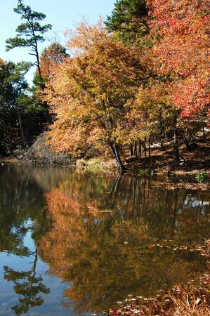 Reflections of leaves on the water during the fallの写真素材
