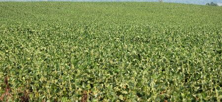 A large green field of soybeans in the summerの写真素材