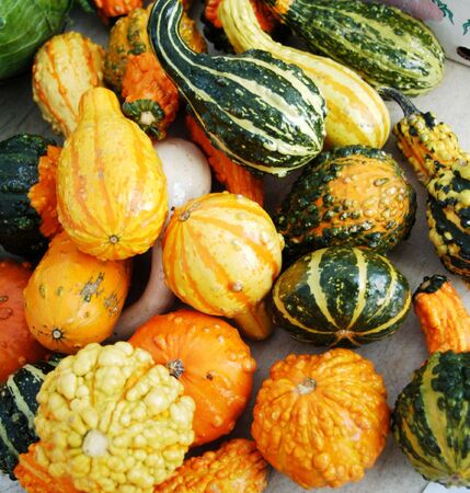 Squash for sale at a local marketの写真素材